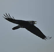 Northern Raven