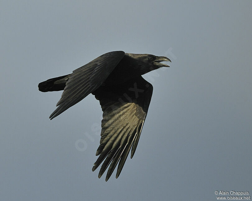 Northern Ravenadult, Flight