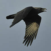 Northern Raven