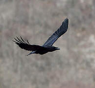 Northern Raven