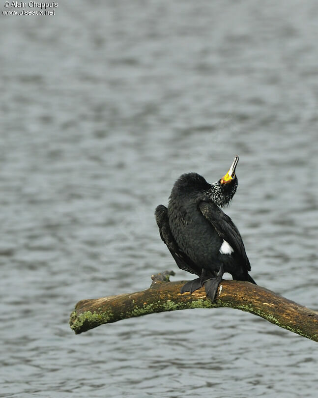 Great Cormorant male adult breeding, identification