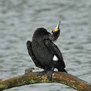 Great Cormorant