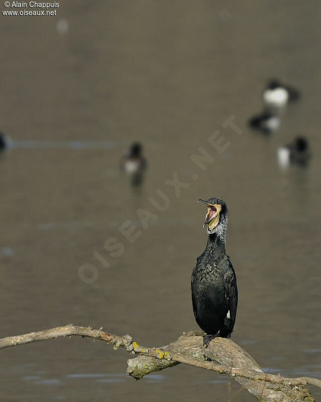 Grand Cormoran mâle adulte nuptial, identification