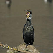 Great Cormorant