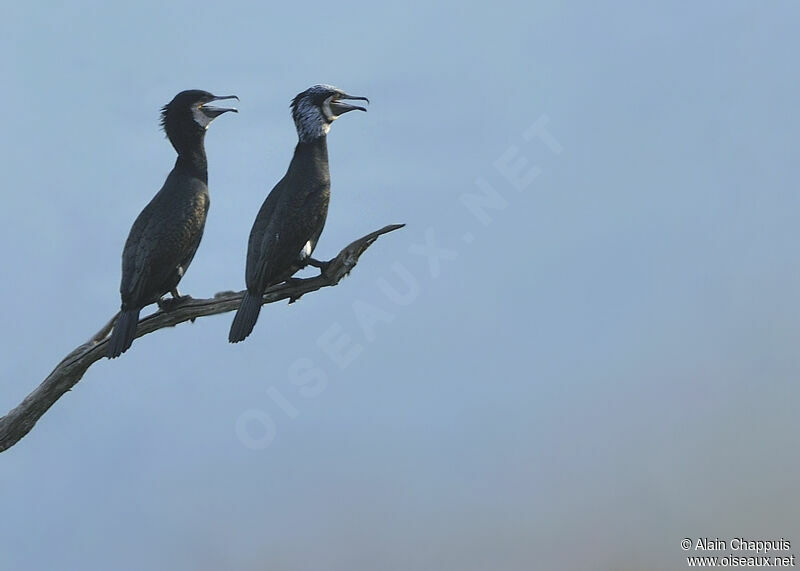 Great Cormorant adult, identification, Behaviour