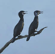 Great Cormorant