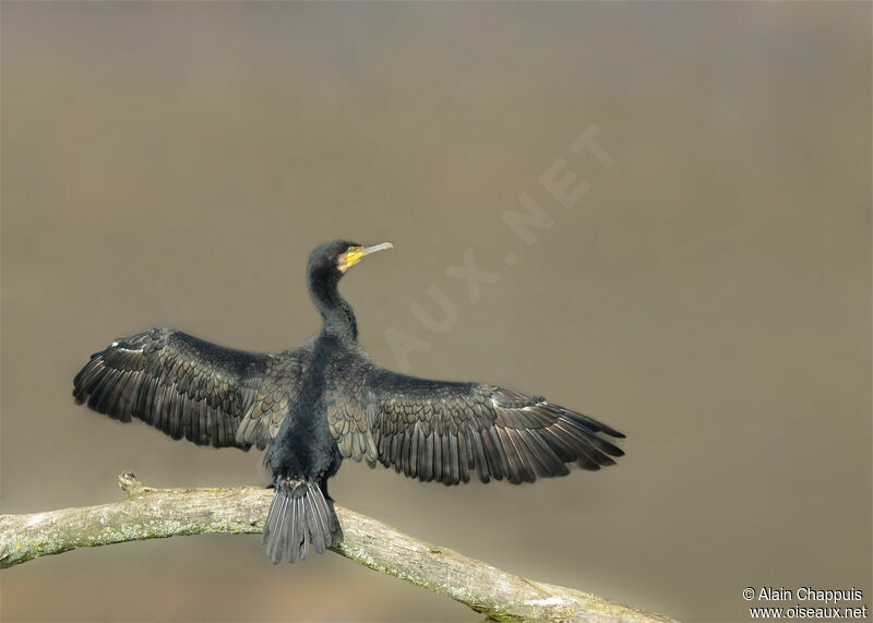 Grand Cormoranadulte, identification, Comportement