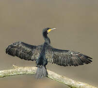 Great Cormorant