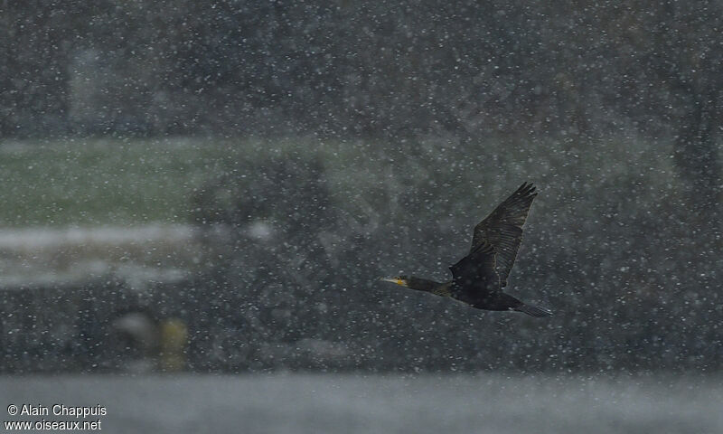 Great Cormorantadult post breeding, Flight, Behaviour