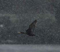 Great Cormorant