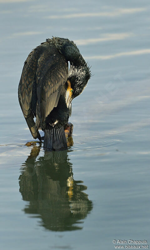 Great Cormorantadult breeding, identification, Behaviour