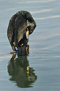 Great Cormorant