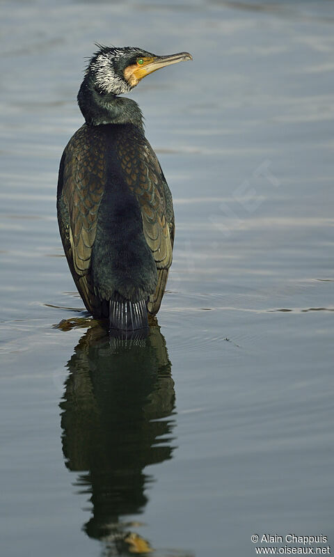 Great Cormorantadult, identification, Behaviour