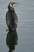 Great Cormorant