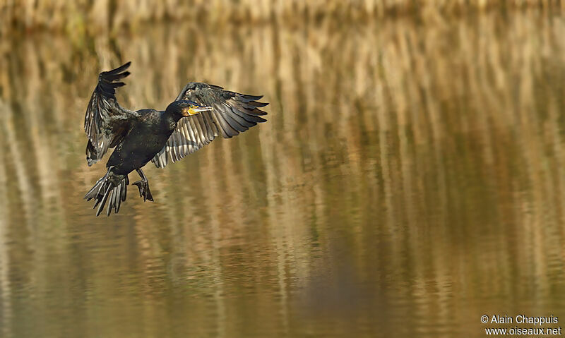 Grand Cormoranadulte, identification, Vol, Comportement