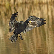 Great Cormorant