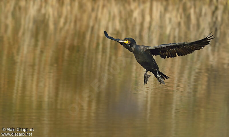 Grand Cormoranadulte, identification, Vol, Comportement