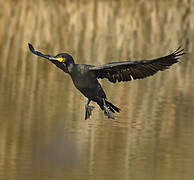 Great Cormorant