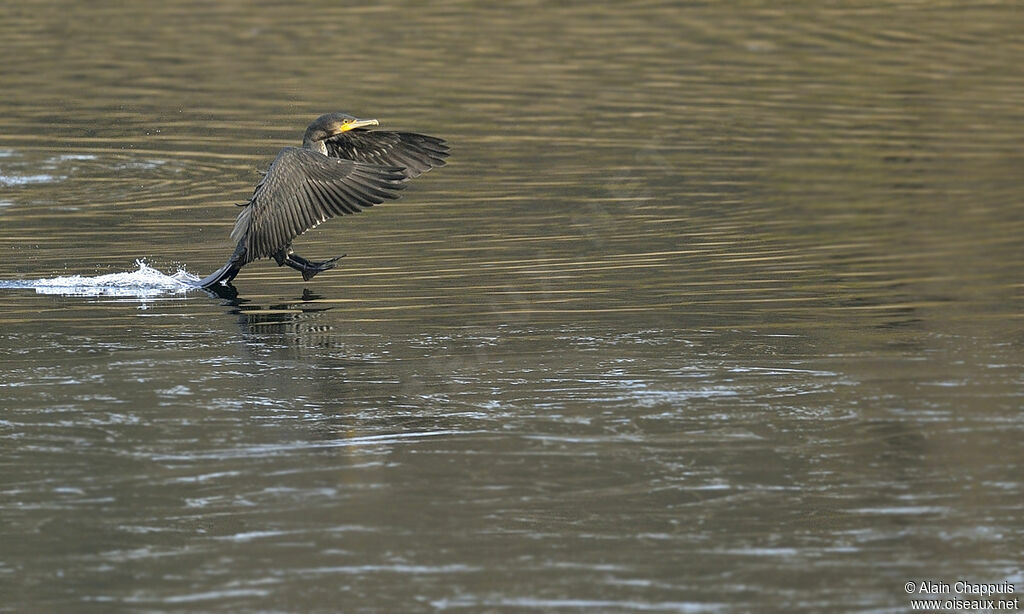 Grand Cormoranimmature, Vol