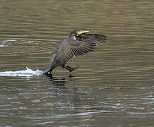 Great Cormorant