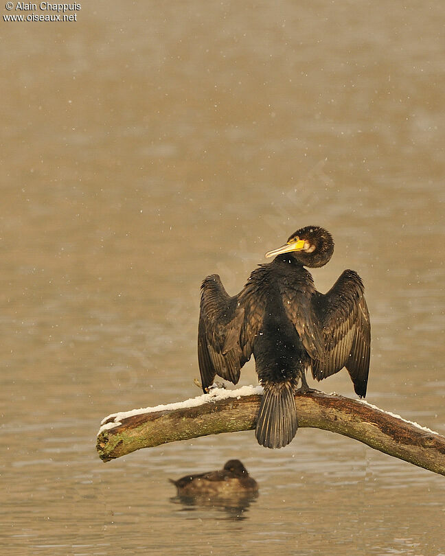 Grand Cormoranadulte internuptial, identification, Comportement