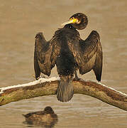 Great Cormorant