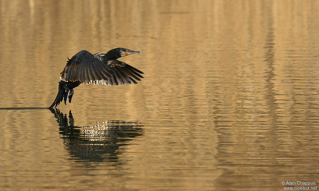 Grand Cormoranadulte, identification, Vol, Comportement