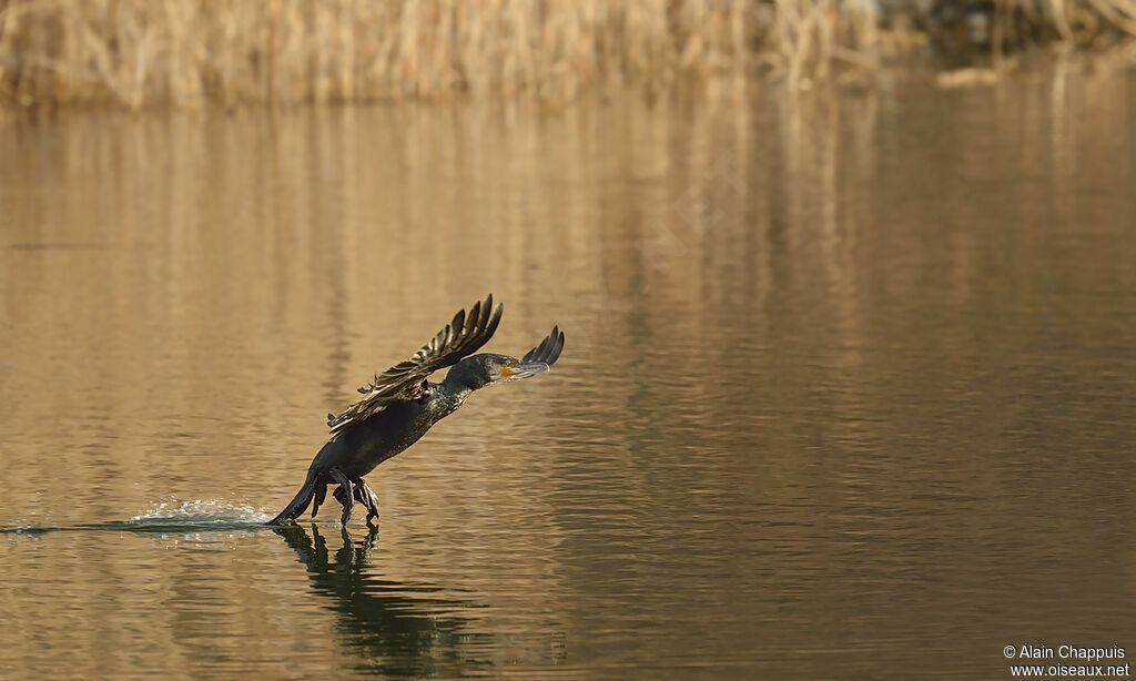 Great Cormorantadult, identification, Flight, Behaviour