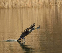 Great Cormorant