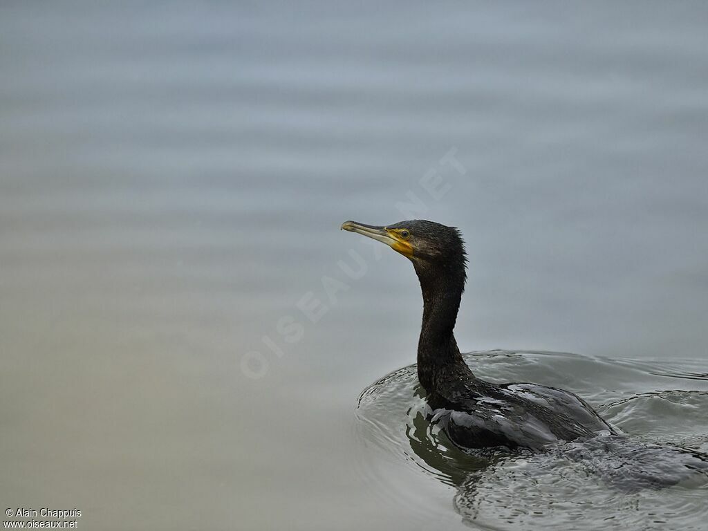 Great Cormorantadult, identification, Behaviour