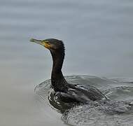 Great Cormorant