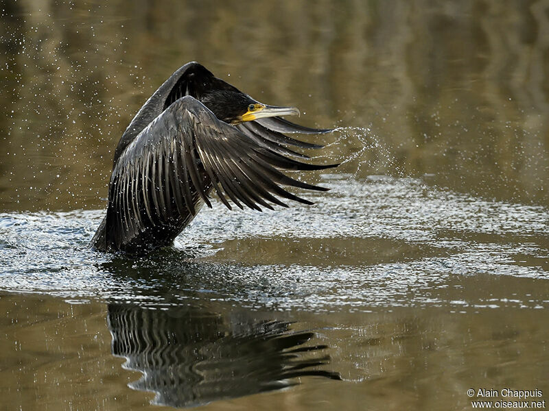 Great Cormorantadult post breeding, identification, Behaviour