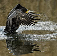 Great Cormorant