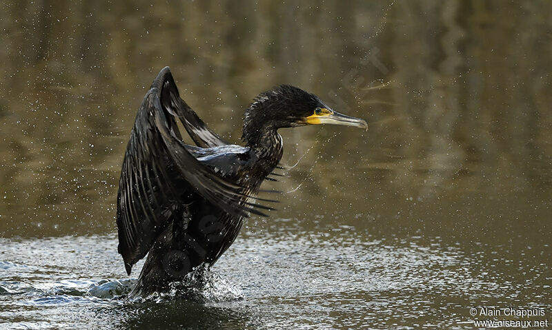 Grand Cormoranadulte internuptial, identification, Comportement