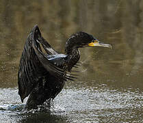 Great Cormorant