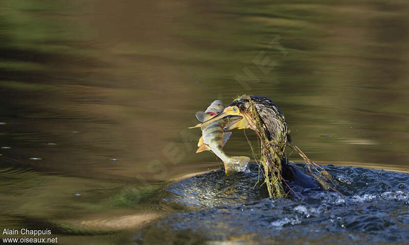 Great Cormorantadult, feeding habits, Behaviour