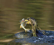 Great Cormorant