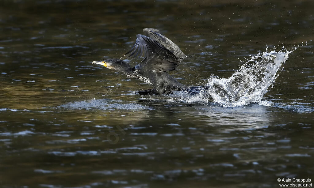 Great Cormorantadult, identification, Flight, fishing/hunting