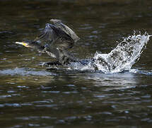 Great Cormorant