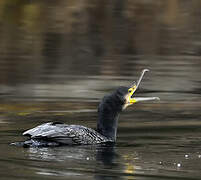 Great Cormorant