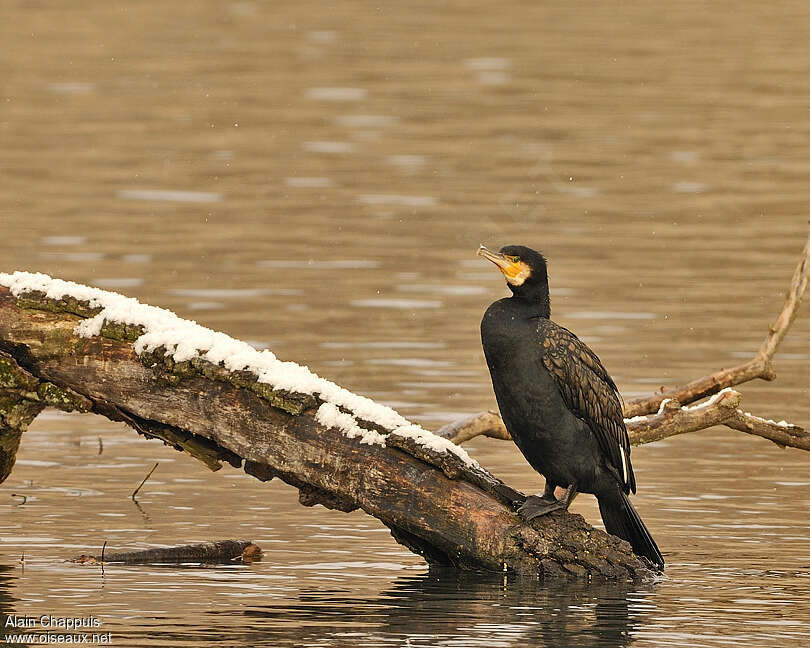 Grand Cormoran mâle adulte internuptial, Comportement