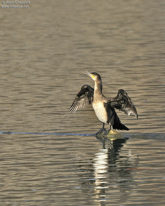 Great CormorantFirst year, identification, Behaviour