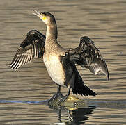 Great Cormorant