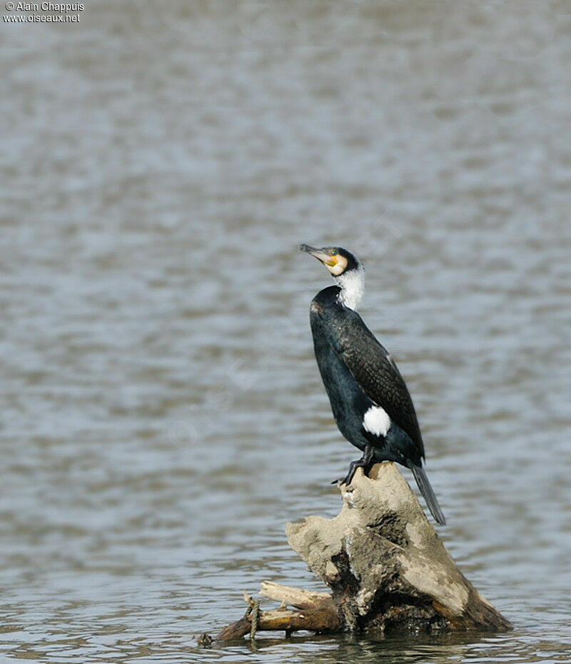 Great Cormorant male adult breeding, identification, Behaviour