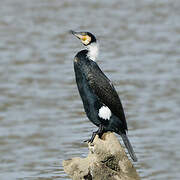 Great Cormorant