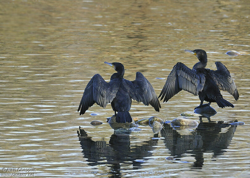 Great Cormorantadult, identification, Behaviour