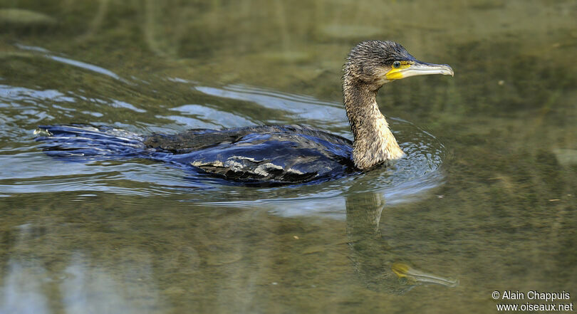 Great CormorantFirst year, identification, Behaviour