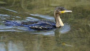 Great Cormorant