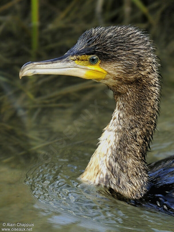 Grand Cormoran1ère année, identification, Comportement