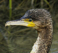 Great Cormorant